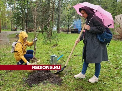 Детский городок «Сказочный» стал зеленее на двадцать деревьев Новости Красногорска 